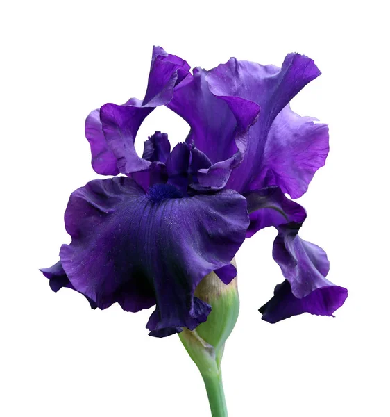 Iris uzavření, samostatná květina na bílém pozadí — Stock fotografie