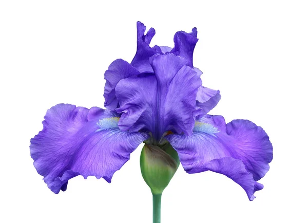 Iris Nahaufnahme, isolierte Blume auf weißem Hintergrund — Stockfoto