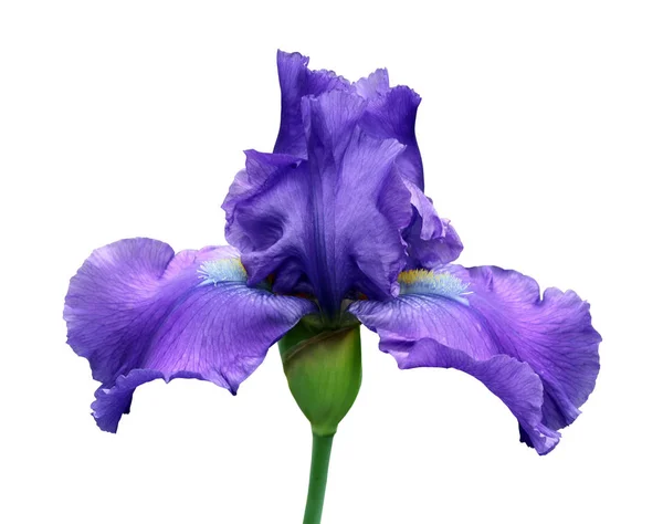 Plan rapproché d'iris, fleur d'isolement sur le fond blanc — Photo