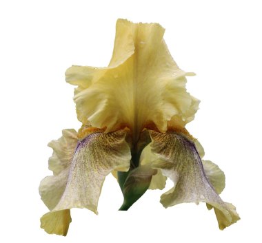 iris yakın çekim, beyaz arka plan üzerinde izole çiçek