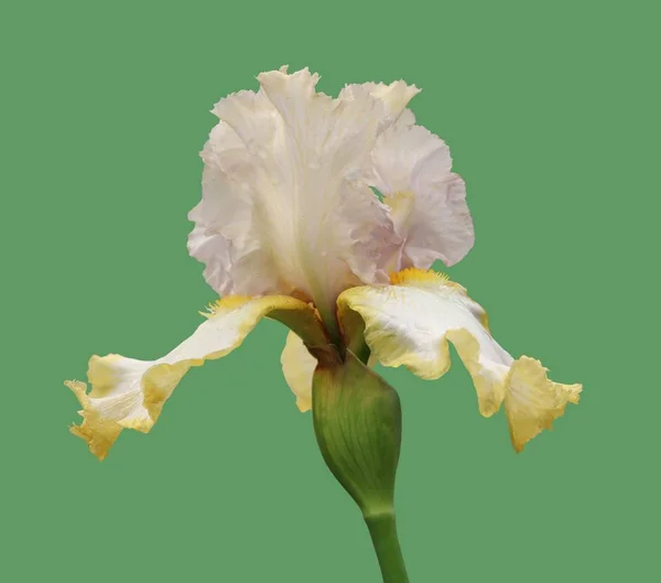 Iris uzavření, samostatná květina na zeleném pozadí — Stock fotografie