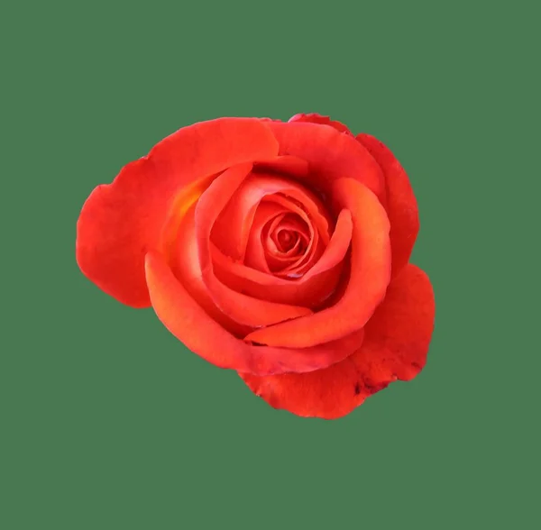 Rote Rose — Stockfoto