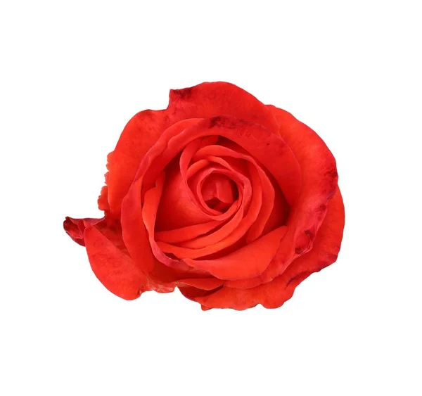 Rosa rossa — Foto Stock