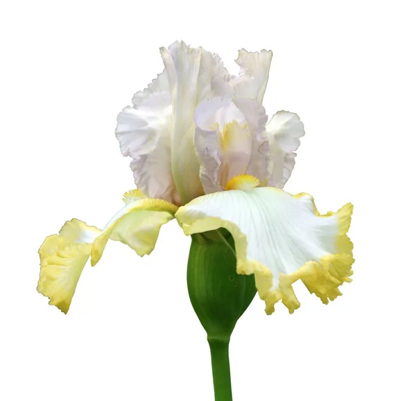 Радужная оболочка крупным планом, изолированный цветок на белом фоне — стоковое фото