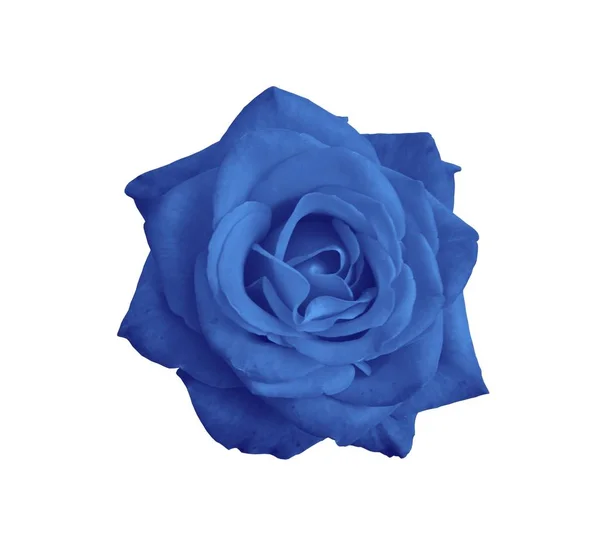 Rosa azzurra — Foto Stock