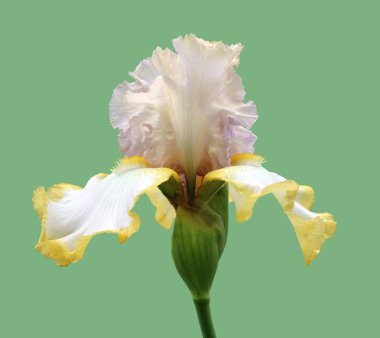 iris yakın çekim, beyaz arka plan üzerinde izole çiçek