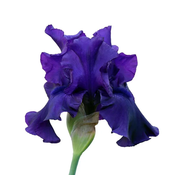 Modrá Iris zblízka, samostatná květina na bílém pozadí — Stock fotografie