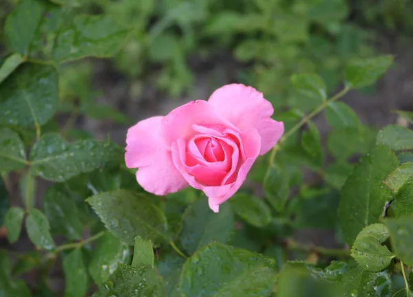 Magnifique Rose Rouge Gros Plan — Photo