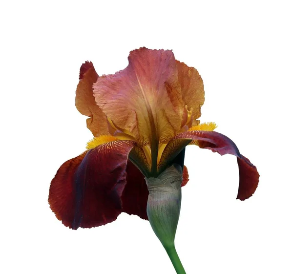 Rote Iris Nahaufnahme, isolierte Blume auf weißem Hintergrund — Stockfoto