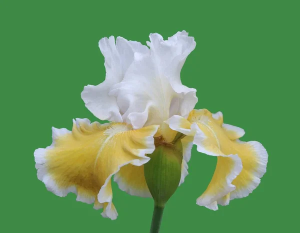 Iris yakın çekim, yeşil arka plan üzerinde izole çiçek — Stok fotoğraf