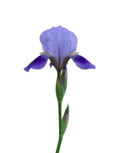 Modrá Iris zblízka, samostatná květina na bílém pozadí — Stock fotografie