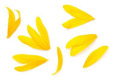 Beyaz arka plan üzerinde izole ayçiçeği yaprakları