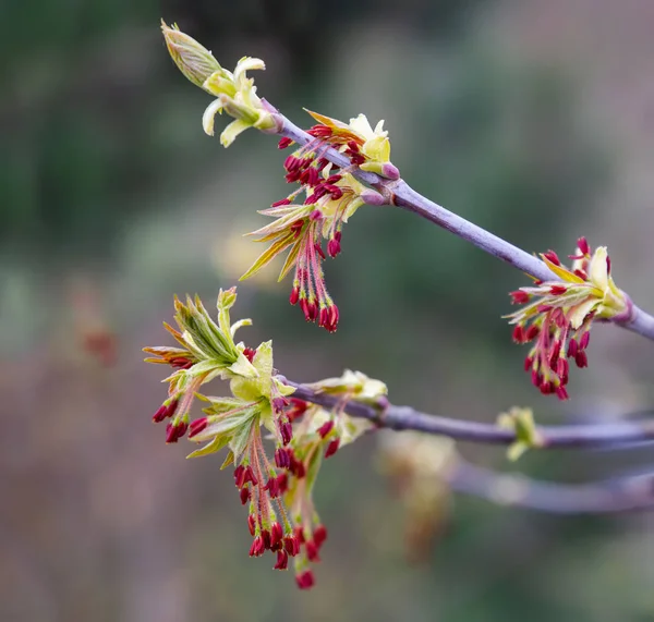 Blossom Arbre Printemps — Photo