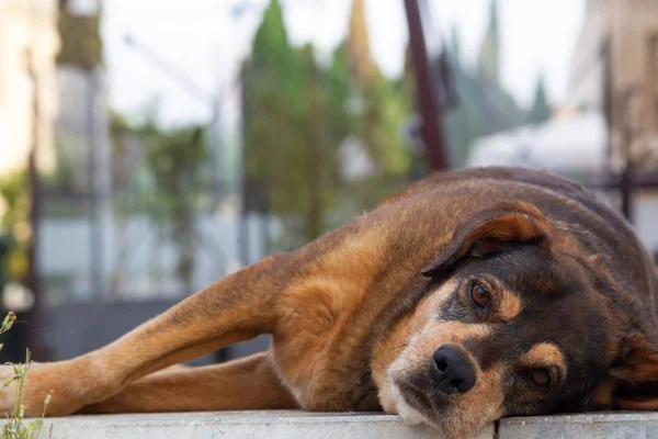 Cane Randagio Sdraiato Sul Marciapiede — Foto Stock