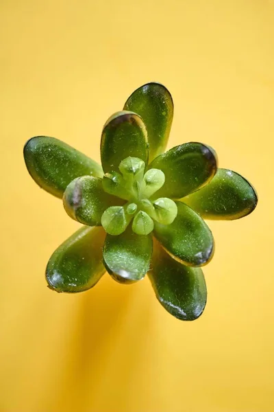 Studio Photo Artificial Succulent — Stock Photo, Image