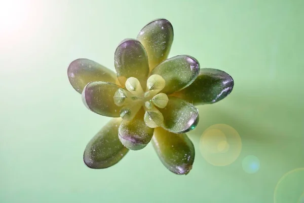 Una Foto Estudio Plantas Decorativas Suculentas —  Fotos de Stock