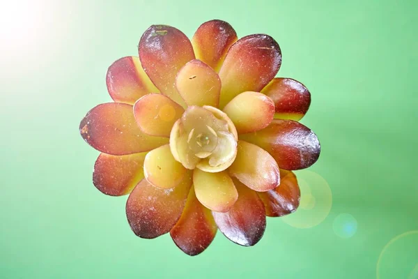 Studio Photo Artificial Succulent — Stock Photo, Image