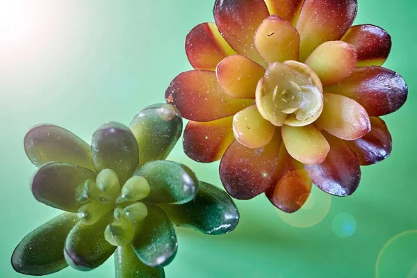 Studio Photo Succulent Decorative Plants — Stock Photo, Image