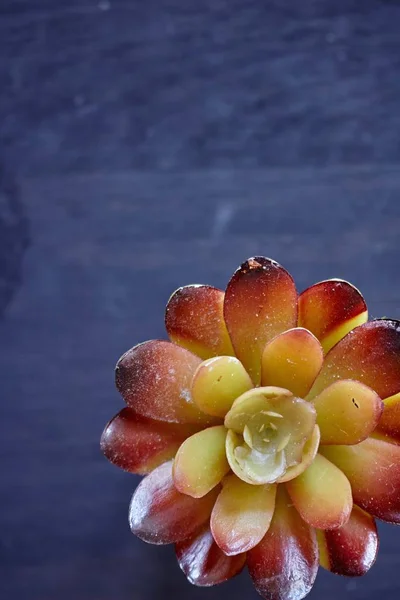 Studio Photo Artificial Succulent — Stock Photo, Image