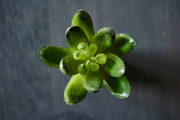 Studio Photo Artificial Succulent — Stock Photo, Image