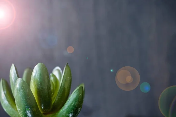 Studio Photo Artificial Succulent — Stock Photo, Image