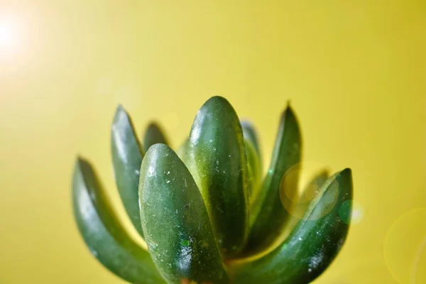 Studio Photo Artificial Succulent — Stock Photo, Image