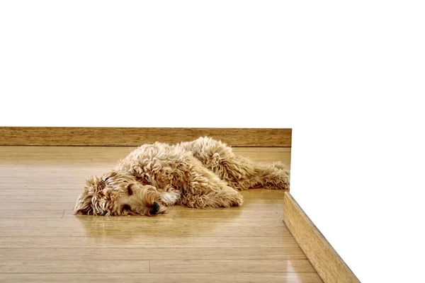 Spoodle Puppy — Stock Photo, Image