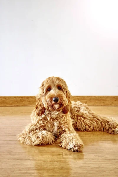 Spoodle Puppy — Stock Photo, Image
