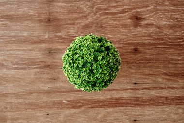 Saksı bitkisinin stüdyo fotoğrafı.