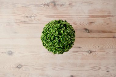 Saksı bitkisinin stüdyo fotoğrafı.