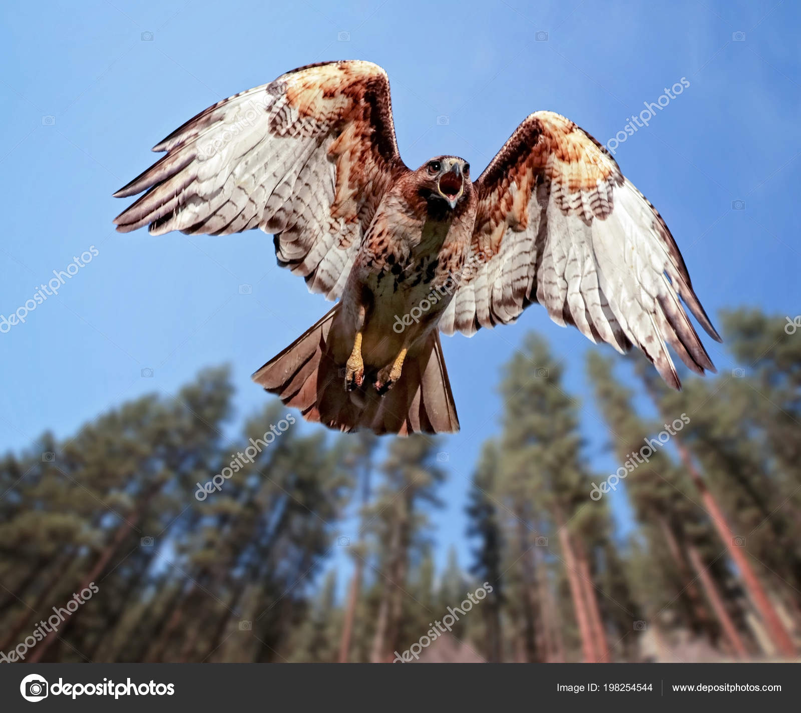 Beautiful Red Tailed Hawk Screeching While Flying Overhead Stock Photo