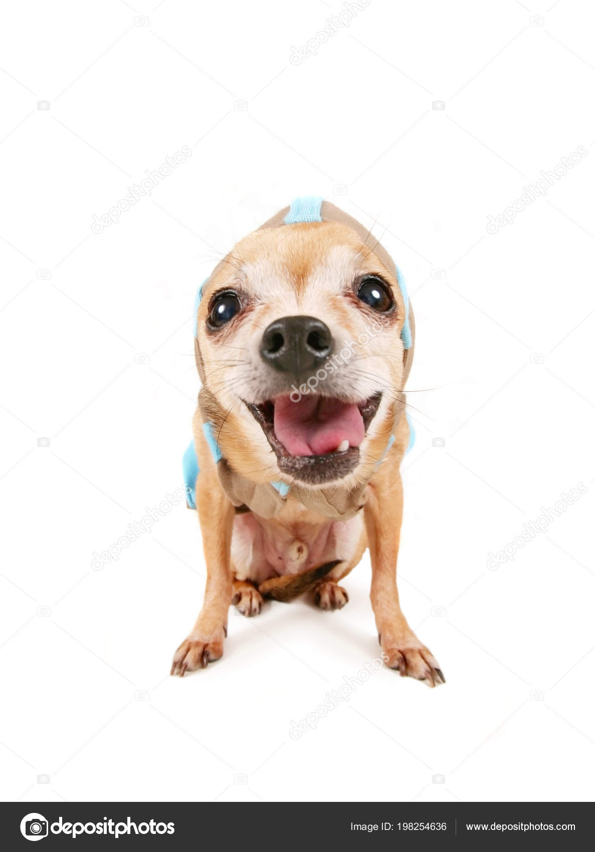 Stockfotos Hund Kumpel Bilder Stockfotografie Hund Kumpel Lizenzfreie Fotos Seite 2 Depositphotos