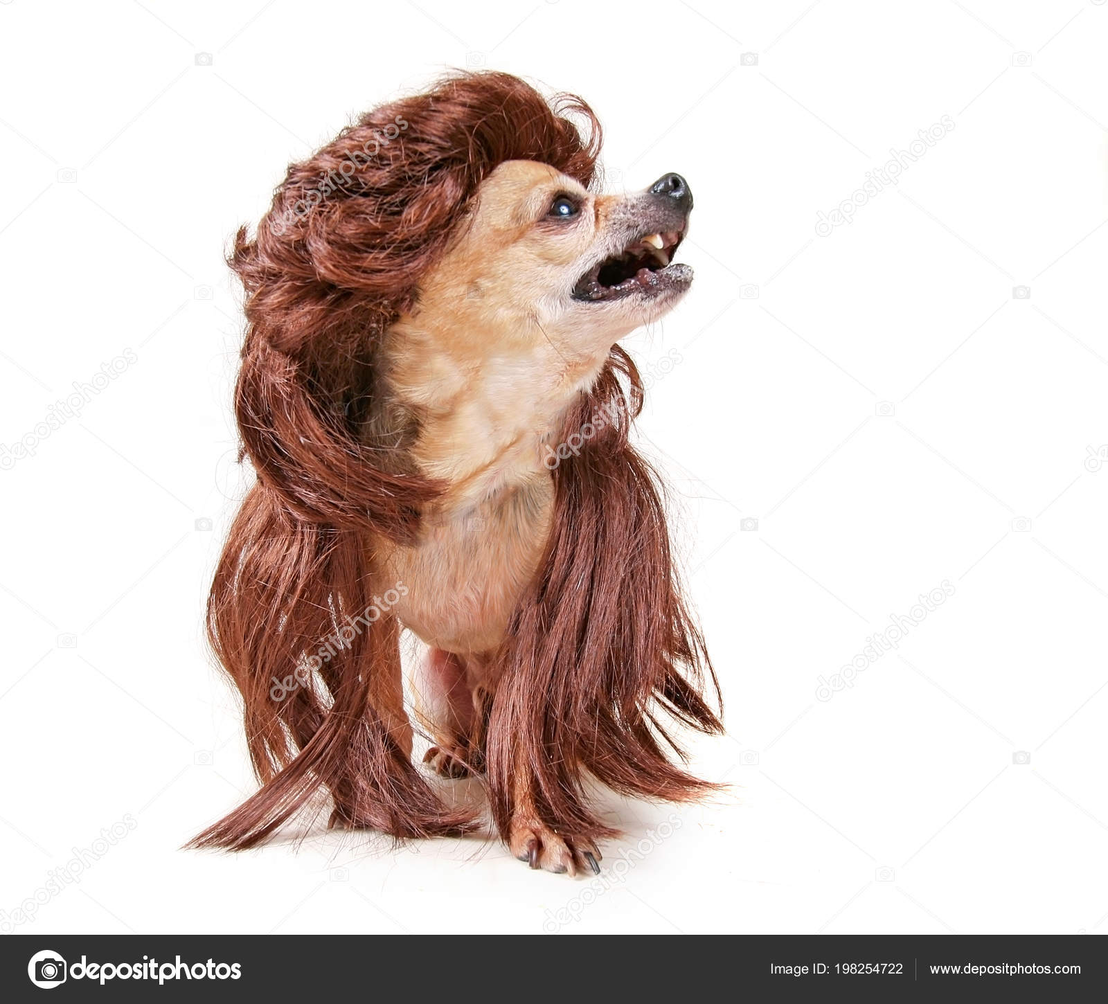 Cute Chihuahua Wearing Wig Looking Camera Wide Angle Studio Shot