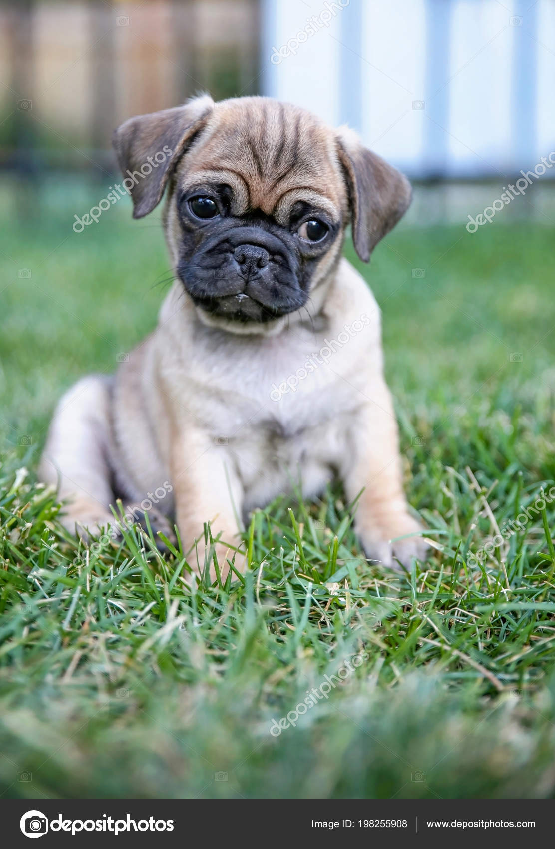 Cute Pug Chihuahua Mix Price