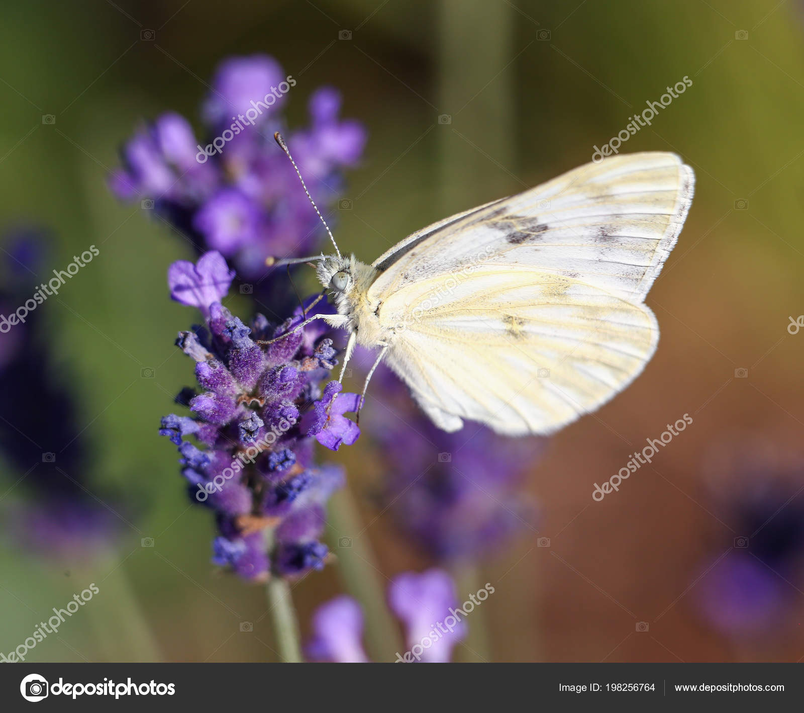 モンシロチョウ写真素材 ロイヤリティフリーモンシロチョウ画像 Depositphotos