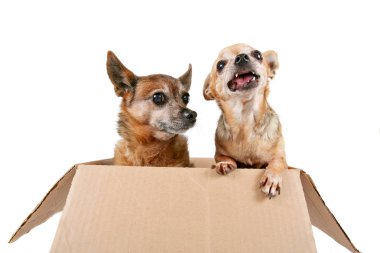 iki chihuahuas izole bir beyaz zemin üzerinde bir karton kutu içinde