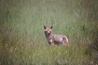female coyote looking across a field clipart