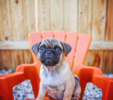  a cute chihuahua pug mix puppy (chug) looking at the camera with a head tilt in front of a fenced in pool in a backyard during summer  clipart