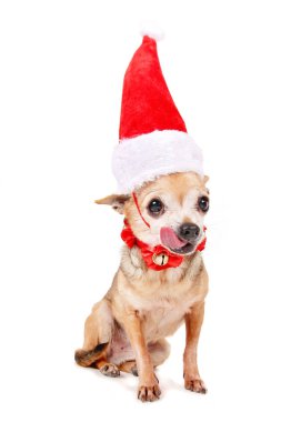 şirin chihuahua üzerinde Noel Baba şapkası ile 