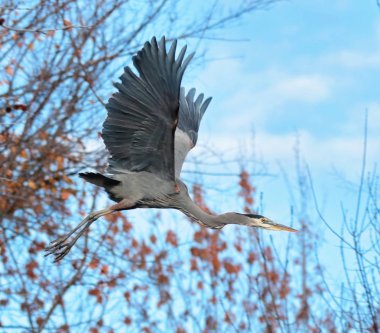 büyük mavi balıkçıl bir ağaçta oturuyor