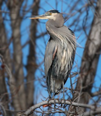 büyük mavi balıkçıl ağaçtan uçan