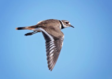 mavi bir gökyüzü karşı uçan Kildeer'in