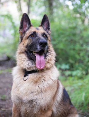 Alman çoban köpeği dili dışarıda oturuyor.