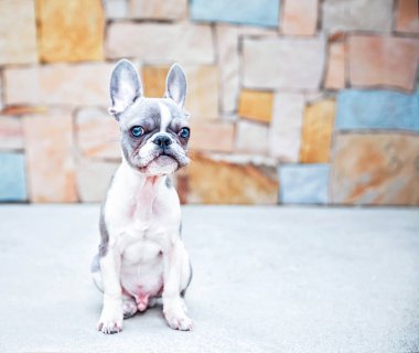 taştan bir duvar önünde oturan sevimli Fransız bulldog köpek yavrusu