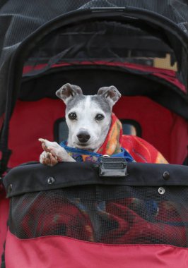 evde beslenen hayvan gezinmek tatlı İtalyan tazı