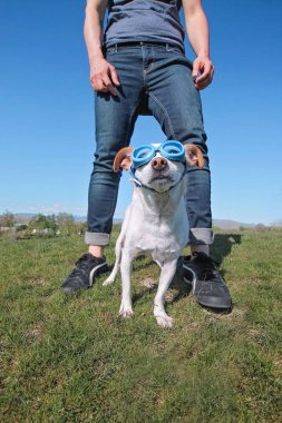 Yaz aylarında bir tepede duran onun sahibi ile şirin chihuahua