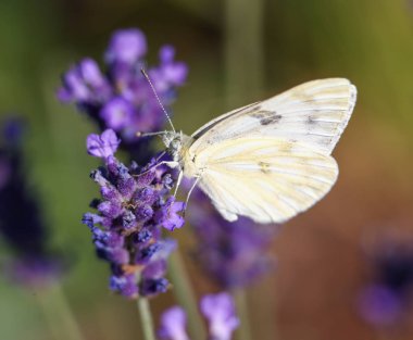 lahana kelebek üzerinde nektar besleme