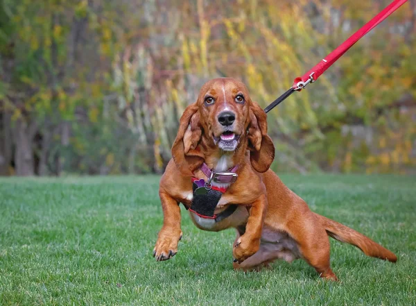 Šťastný Pes Basset Čerstvé Zelené Trávy Její Majitel Drží Vodítku — Stock fotografie