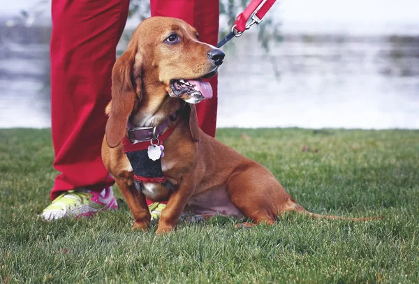 Glad Gravhund Gispende Med Tungen Frisk Grønt Græs Hendes Ejer - Stock-foto