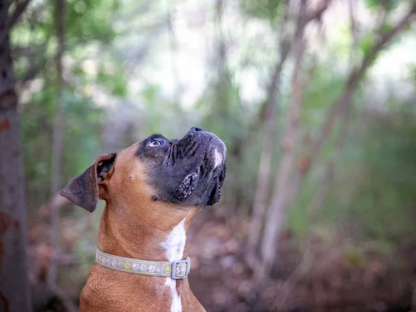 Netter Boxer Der Natur Der Aufschaut — Stockfoto